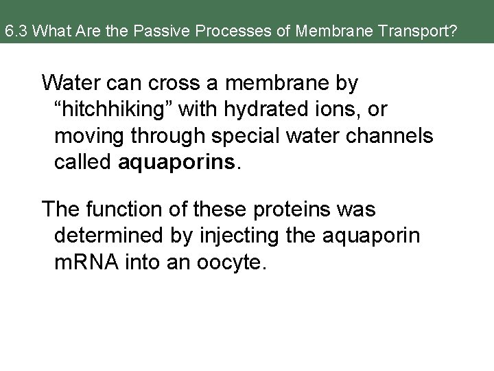 6. 3 What Are the Passive Processes of Membrane Transport? Water can cross a
