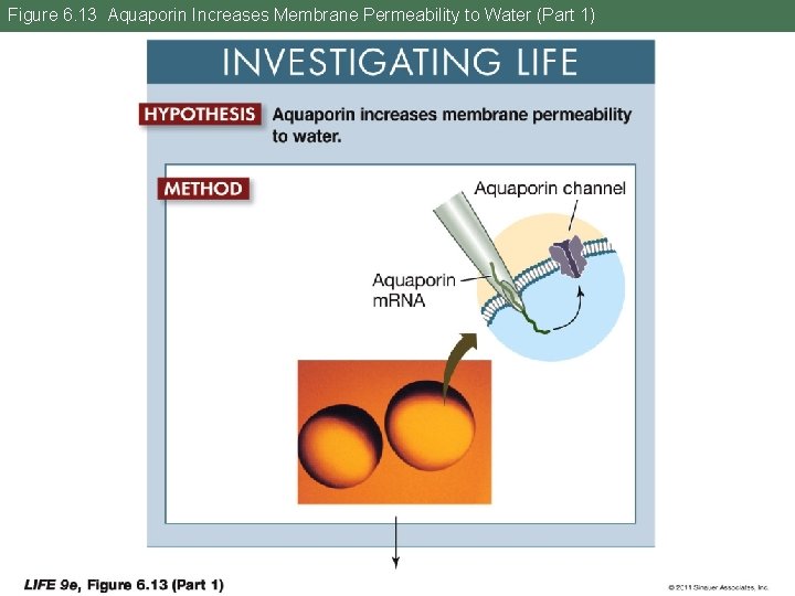 Figure 6. 13 Aquaporin Increases Membrane Permeability to Water (Part 1) 