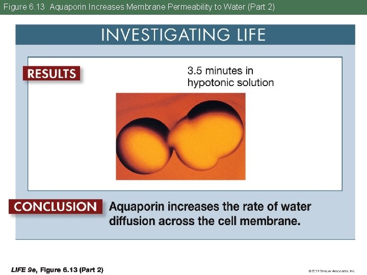 Figure 6. 13 Aquaporin Increases Membrane Permeability to Water (Part 2) 