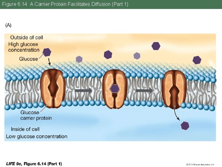 Figure 6. 14 A Carrier Protein Facilitates Diffusion (Part 1) 