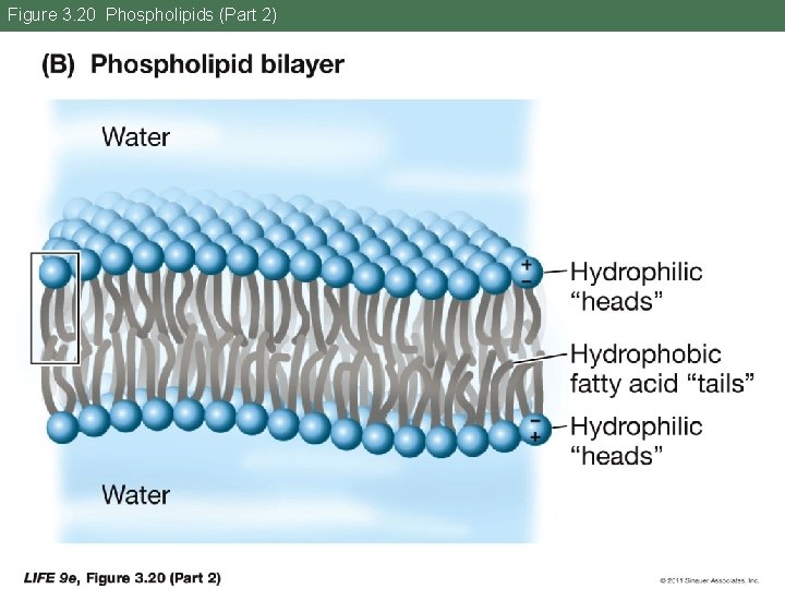 Figure 3. 20 Phospholipids (Part 2) 