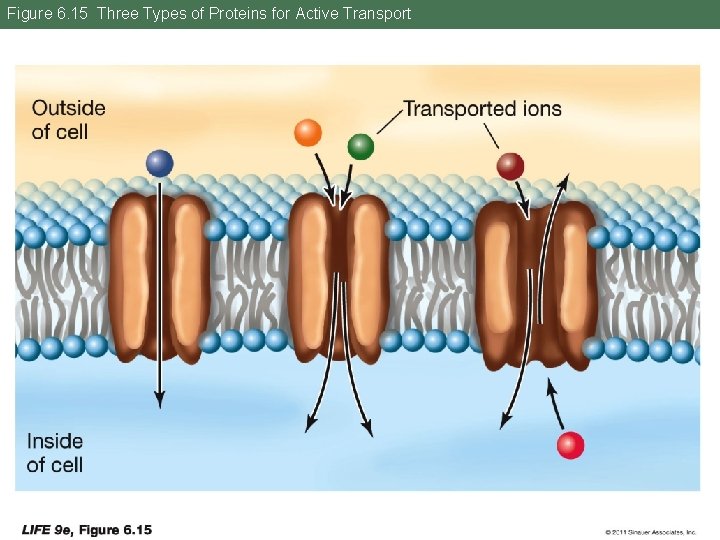 Figure 6. 15 Three Types of Proteins for Active Transport 