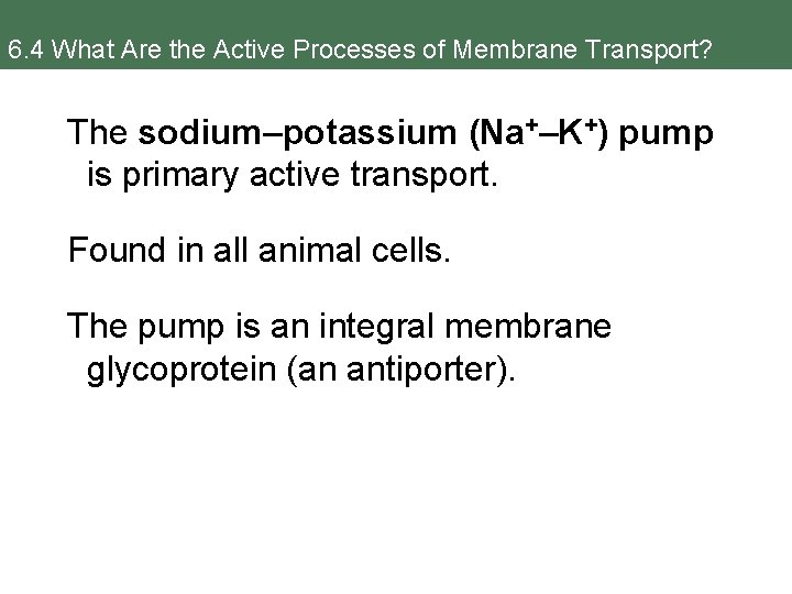 6. 4 What Are the Active Processes of Membrane Transport? The sodium–potassium (Na+–K+) pump