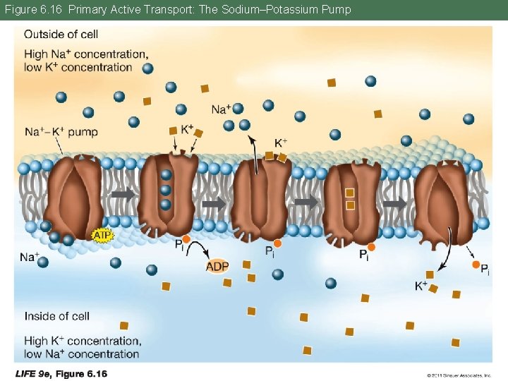 Figure 6. 16 Primary Active Transport: The Sodium–Potassium Pump 