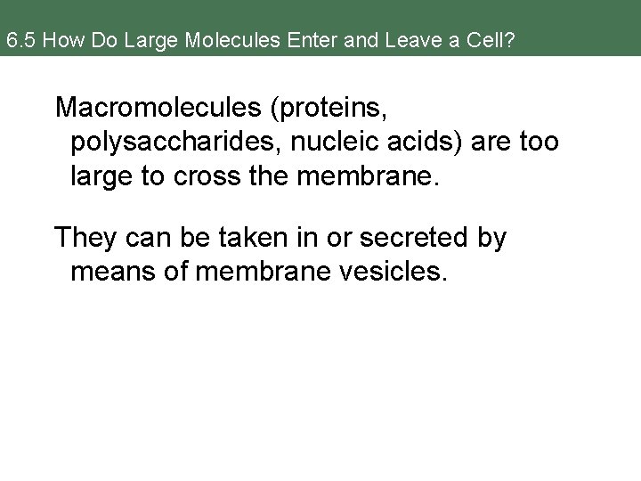 6. 5 How Do Large Molecules Enter and Leave a Cell? Macromolecules (proteins, polysaccharides,