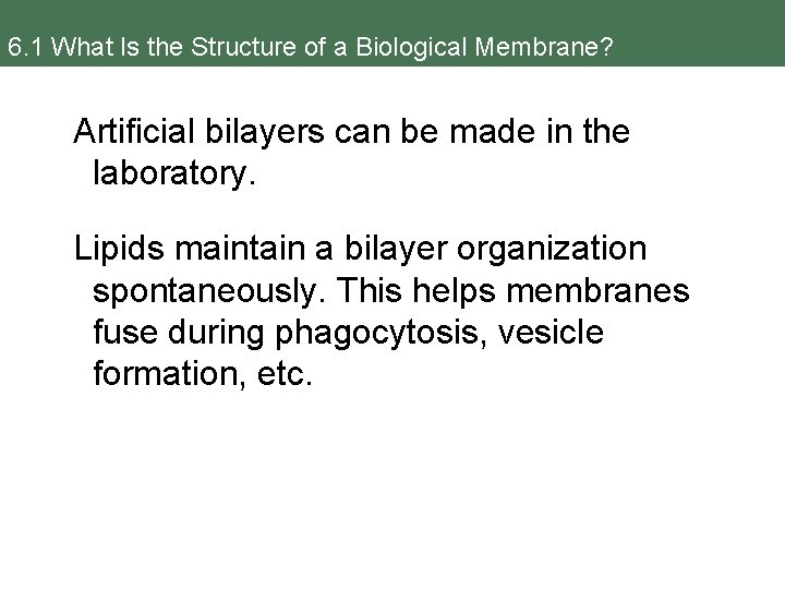 6. 1 What Is the Structure of a Biological Membrane? Artificial bilayers can be