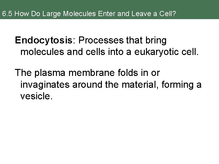 6. 5 How Do Large Molecules Enter and Leave a Cell? Endocytosis: Processes that