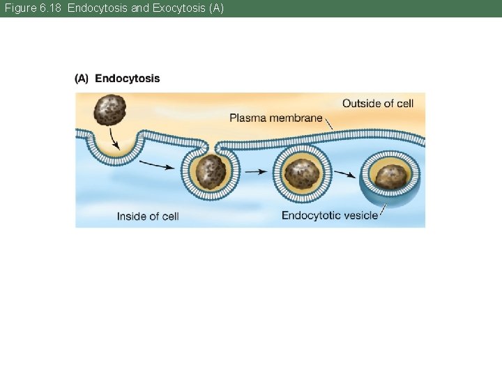Figure 6. 18 Endocytosis and Exocytosis (A) 