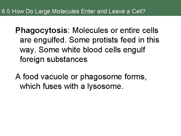 6. 5 How Do Large Molecules Enter and Leave a Cell? Phagocytosis: Molecules or