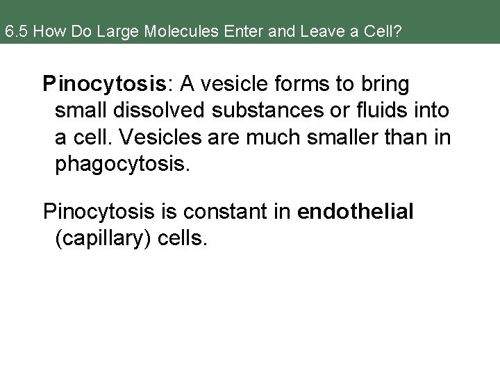 6. 5 How Do Large Molecules Enter and Leave a Cell? Pinocytosis: A vesicle