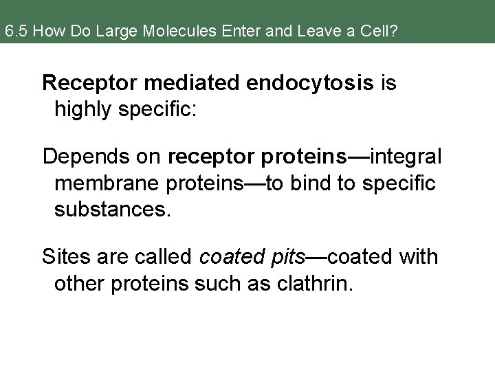 6. 5 How Do Large Molecules Enter and Leave a Cell? Receptor mediated endocytosis