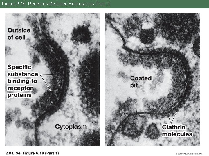 Figure 6. 19 Receptor-Mediated Endocytosis (Part 1) 