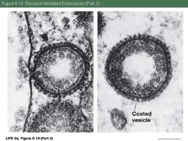 Figure 6. 19 Receptor-Mediated Endocytosis (Part 2) 