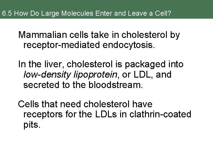 6. 5 How Do Large Molecules Enter and Leave a Cell? Mammalian cells take