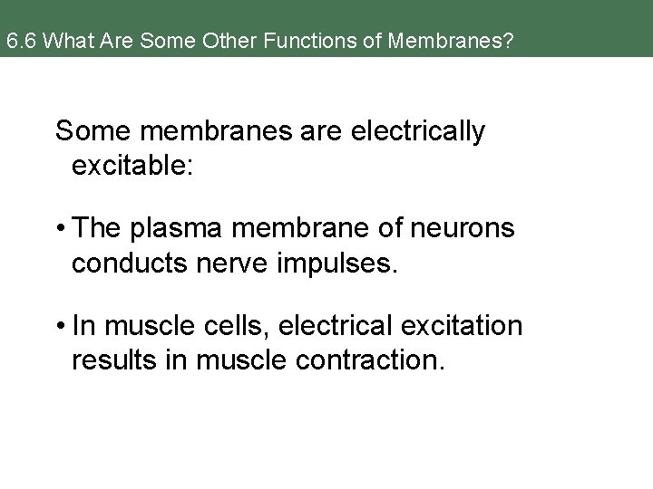 6. 6 What Are Some Other Functions of Membranes? Some membranes are electrically excitable: