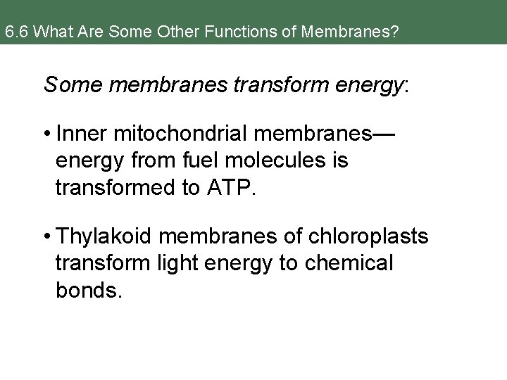 6. 6 What Are Some Other Functions of Membranes? Some membranes transform energy: •