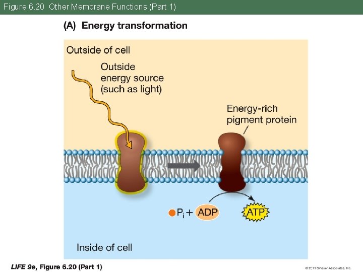 Figure 6. 20 Other Membrane Functions (Part 1) 