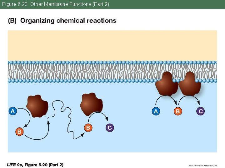 Figure 6. 20 Other Membrane Functions (Part 2) 