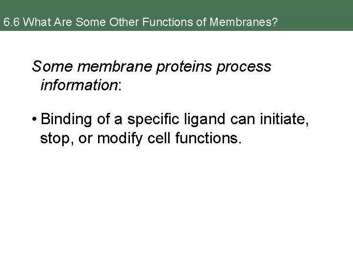 6. 6 What Are Some Other Functions of Membranes? Some membrane proteins process information: