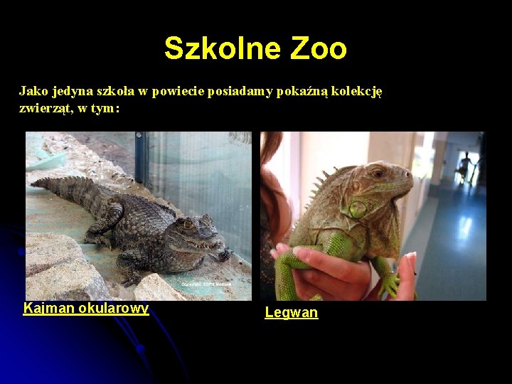 Szkolne Zoo Jako jedyna szkoła w powiecie posiadamy pokaźną kolekcję zwierząt, w tym: Kajman