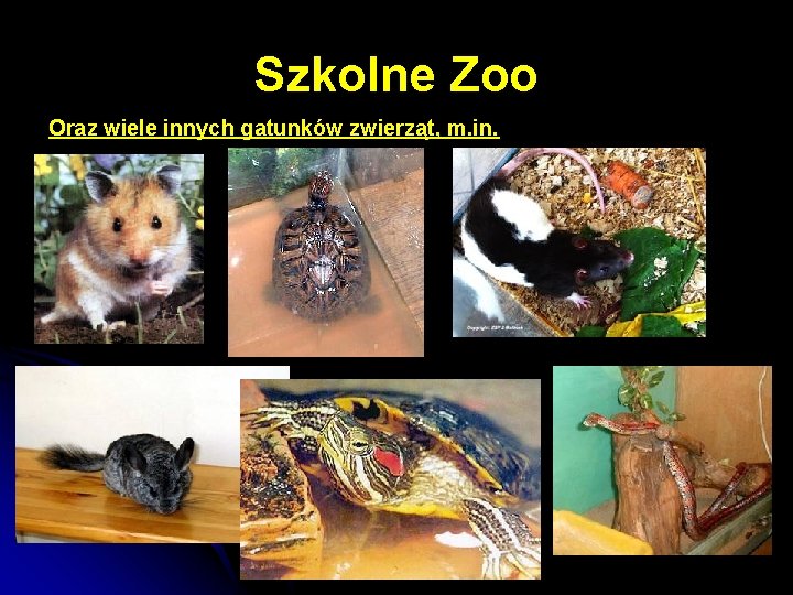 Szkolne Zoo Oraz wiele innych gatunków zwierząt, m. in. 