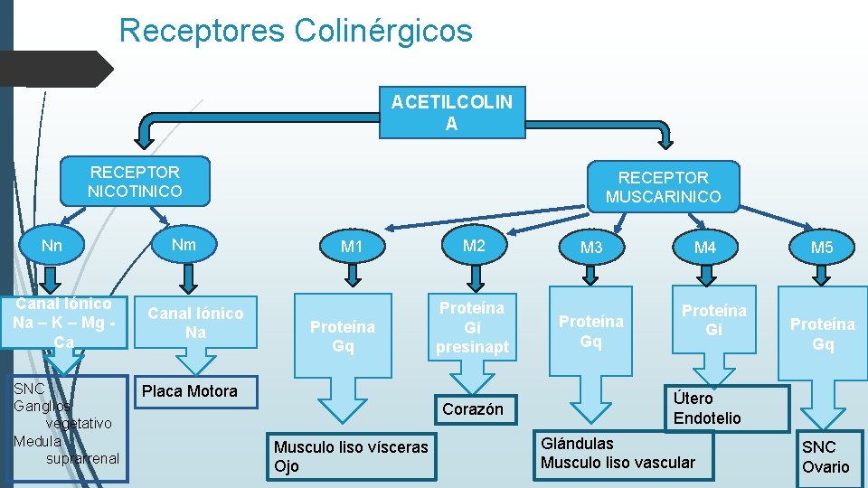 Receptores Colinérgicos ACETILCOLIN A RECEPTOR NICOTINICO Nn Canal Iónico Na – K – Mg
