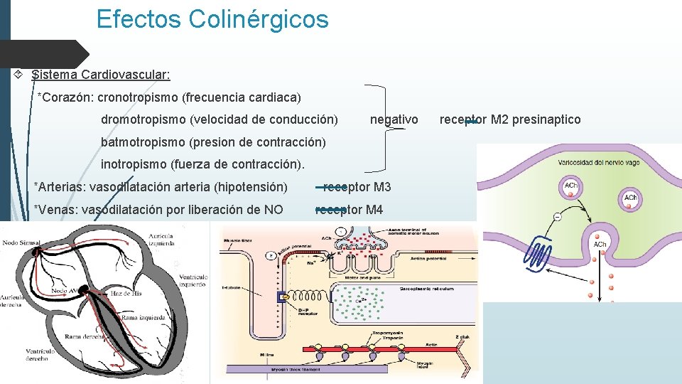 Efectos Colinérgicos Sistema Cardiovascular: *Corazón: cronotropismo (frecuencia cardiaca) dromotropismo (velocidad de conducción) negativo batmotropismo
