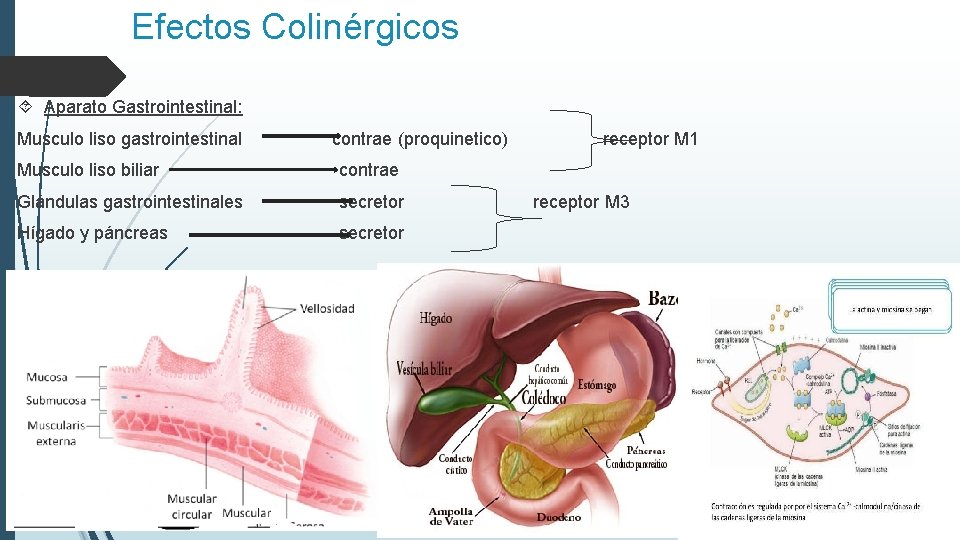 Efectos Colinérgicos Aparato Gastrointestinal: Musculo liso gastrointestinal contrae (proquinetico) Musculo liso biliar contrae Glándulas