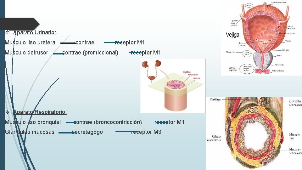  Aparato Urinario: Musculo liso ureteral Musculo detrusor contrae receptor M 1 contrae (promiccional)