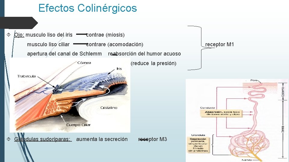 Efectos Colinérgicos Ojo: musculo liso del iris musculo liso ciliar contrae (miosis) contrare (acomodación)