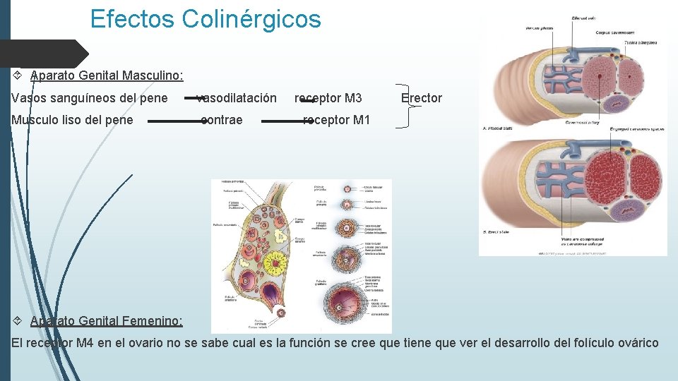Efectos Colinérgicos Aparato Genital Masculino: Vasos sanguíneos del pene Musculo liso del pene vasodilatación