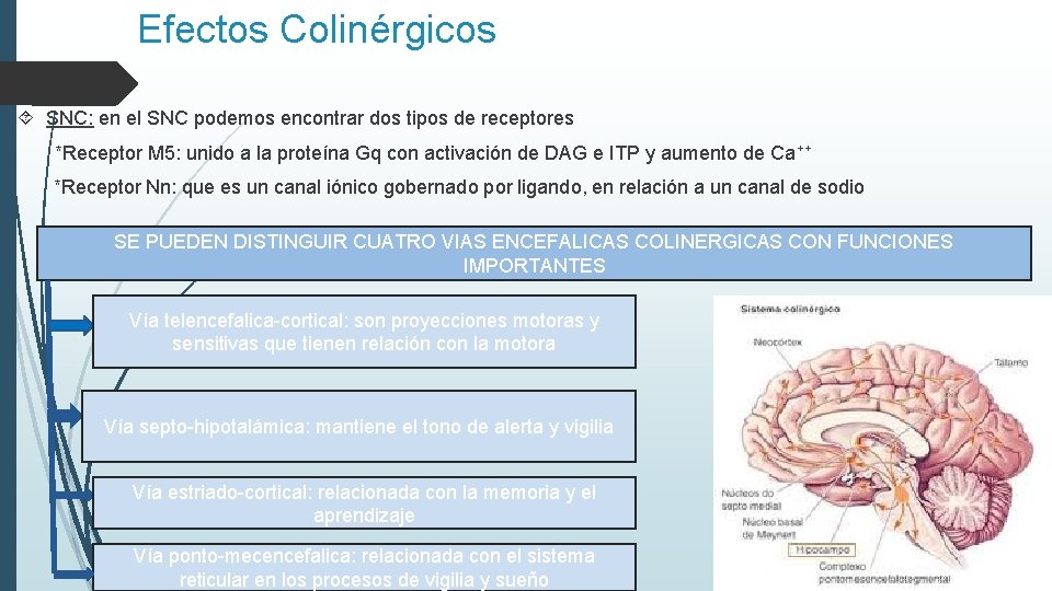 Efectos Colinérgicos SNC: en el SNC podemos encontrar dos tipos de receptores *Receptor M