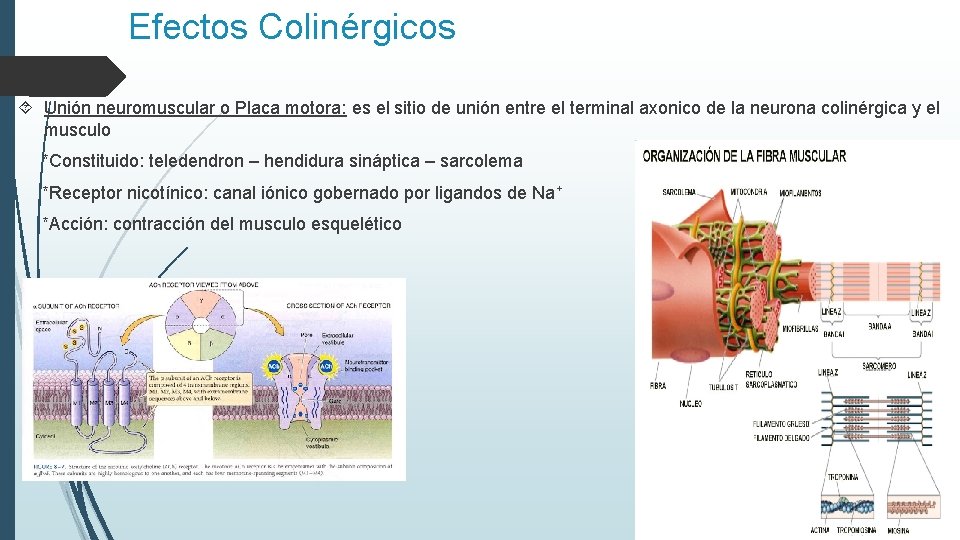 Efectos Colinérgicos Unión neuromuscular o Placa motora: es el sitio de unión entre el