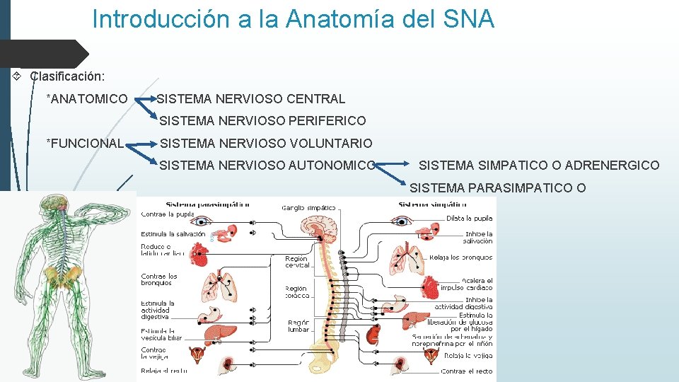 Introducción a la Anatomía del SNA Clasificación: *ANATOMICO SISTEMA NERVIOSO CENTRAL SISTEMA NERVIOSO PERIFERICO