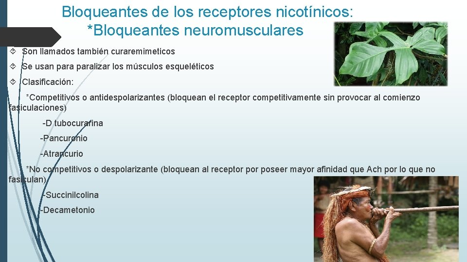 Bloqueantes de los receptores nicotínicos: *Bloqueantes neuromusculares Son llamados también curaremimeticos Se usan paralizar