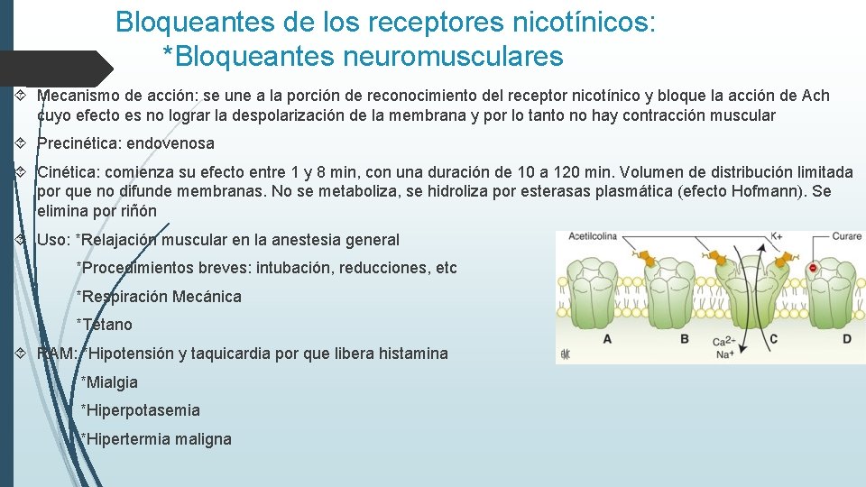 Bloqueantes de los receptores nicotínicos: *Bloqueantes neuromusculares Mecanismo de acción: se une a la