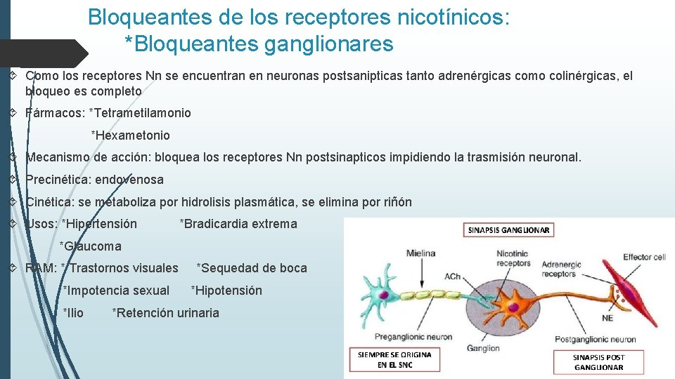 Bloqueantes de los receptores nicotínicos: *Bloqueantes ganglionares Como los receptores Nn se encuentran en