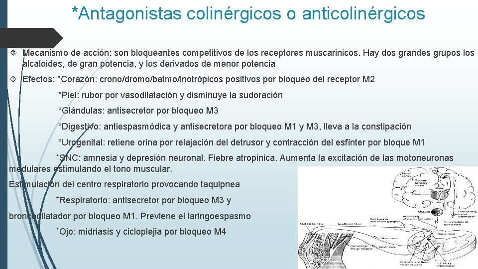 *Antagonistas colinérgicos o anticolinérgicos Mecanismo de acción: son bloqueantes competitivos de los receptores muscarinicos.