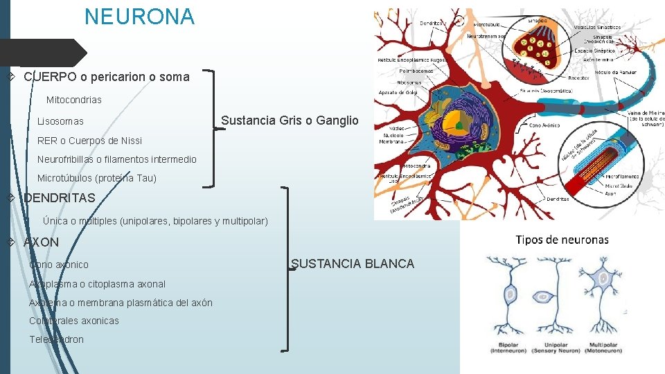NEURONA CUERPO o pericarion o soma Mitocondrias Lisosomas Sustancia Gris o Ganglio RER o