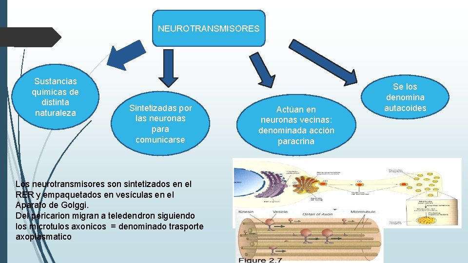 NEUROTRANSMISORES Sustancias químicas de distinta naturaleza Sintetizadas por las neuronas para comunicarse Los neurotransmisores