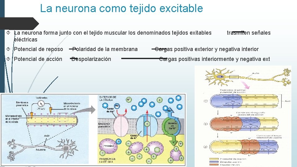 La neurona como tejido excitable La neurona forma junto con el tejido muscular los