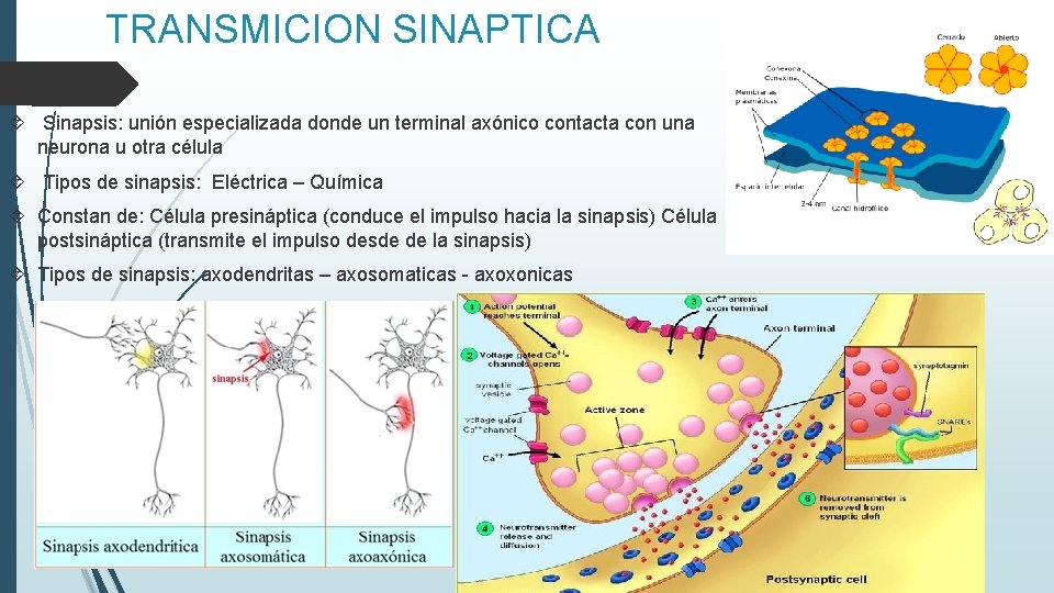 TRANSMICION SINAPTICA Sinapsis: unión especializada donde un terminal axónico contacta con una neurona u