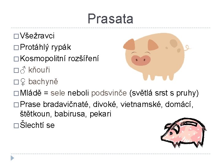 Prasata � Všežravci � Protáhlý rypák � Kosmopolitní rozšíření � ♂ kňouři � ♀