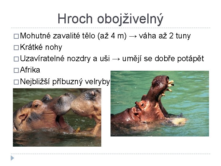 Hroch obojživelný � Mohutné zavalité tělo (až 4 m) → váha až 2 tuny