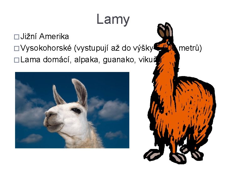 Lamy � Jižní Amerika � Vysokohorské (vystupují až do výšky 5 500 metrů) �