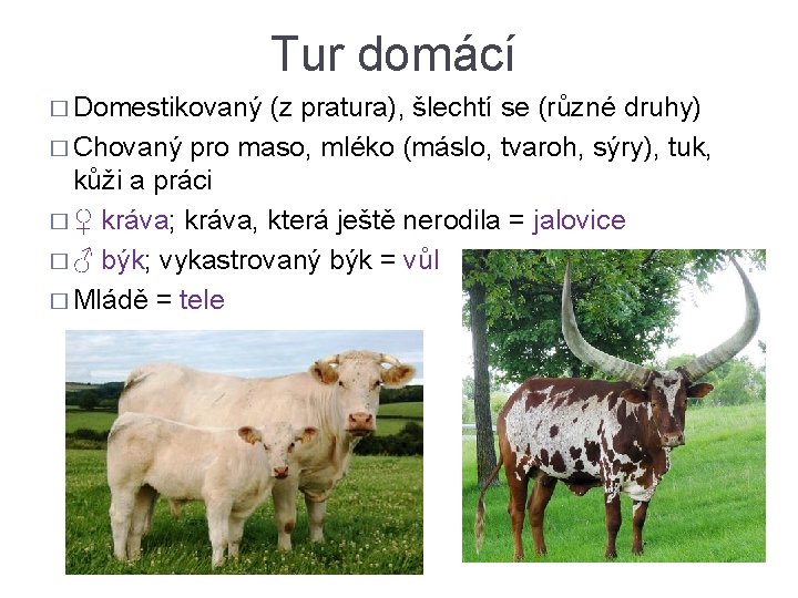 Tur domácí � Domestikovaný (z pratura), šlechtí se (různé druhy) � Chovaný pro maso,