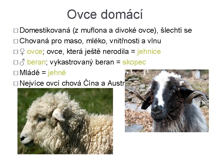 Ovce domácí � Domestikovaná (z muflona a divoké ovce), šlechtí se � Chovaná pro