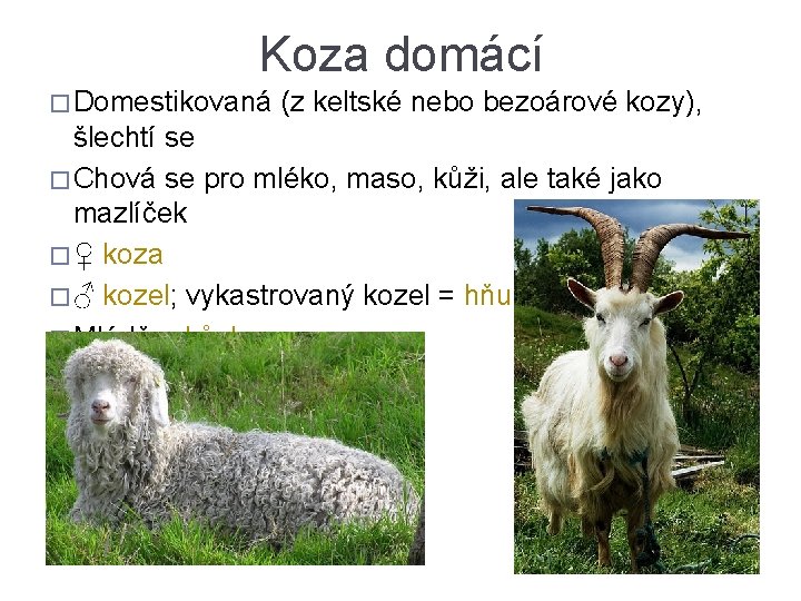 Koza domácí � Domestikovaná (z keltské nebo bezoárové kozy), šlechtí se � Chová se