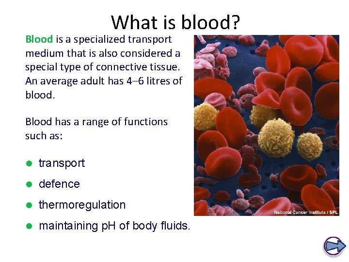 What is blood? Blood is a specialized transport medium that is also considered a