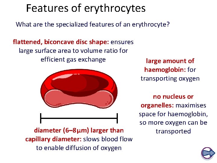 Features of erythrocytes What are the specialized features of an erythrocyte? flattened, biconcave disc